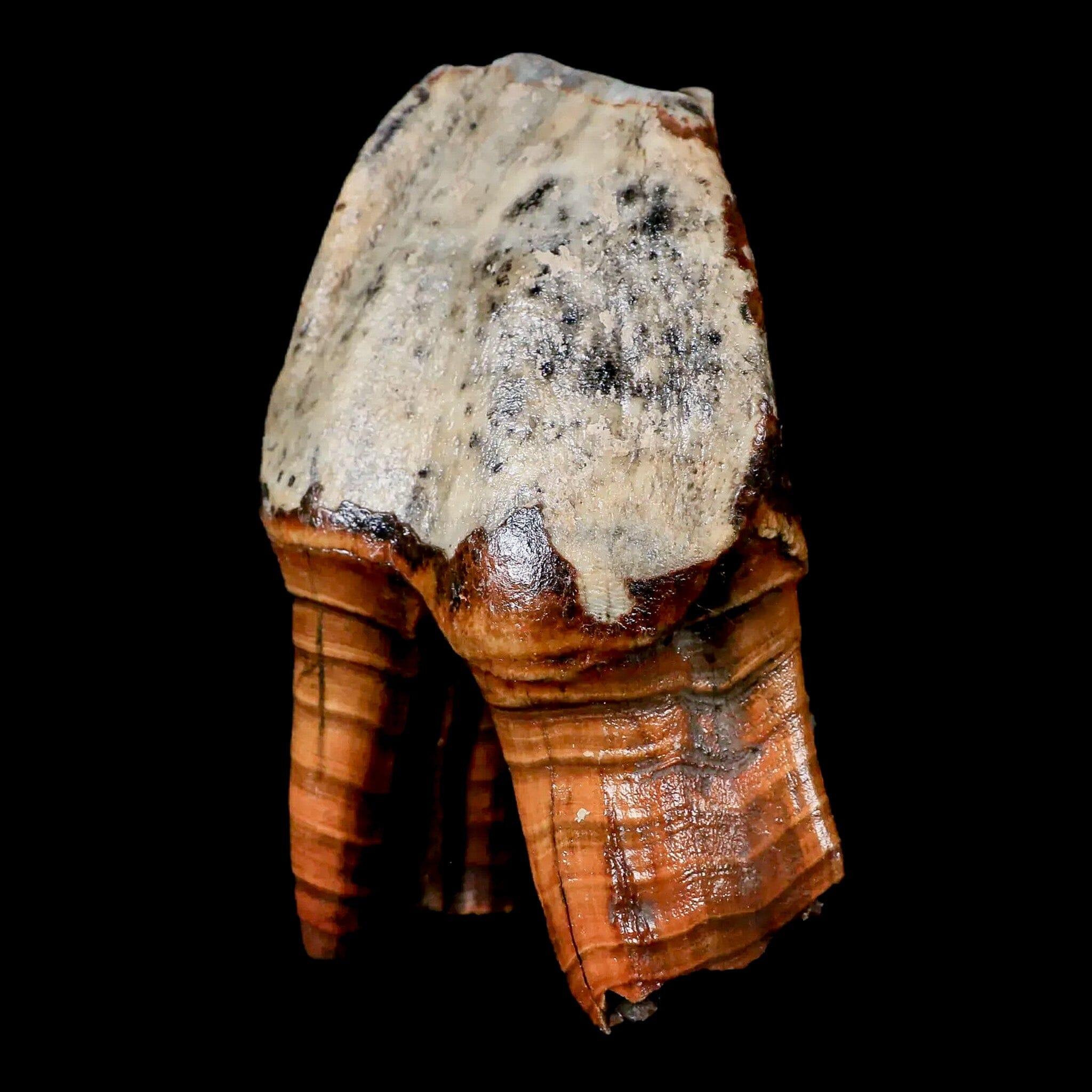 4.2" Woolly Rhinoceros Fossil Rooted Tooth Pleistocene Age Megafauna Russia COA - Fossil Age Minerals
