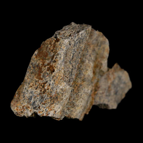 1.8" Triceratops Fossil Frill With Blood Grooves Lance Creek FM Cretaceous Dinosaur WY - Fossil Age Minerals