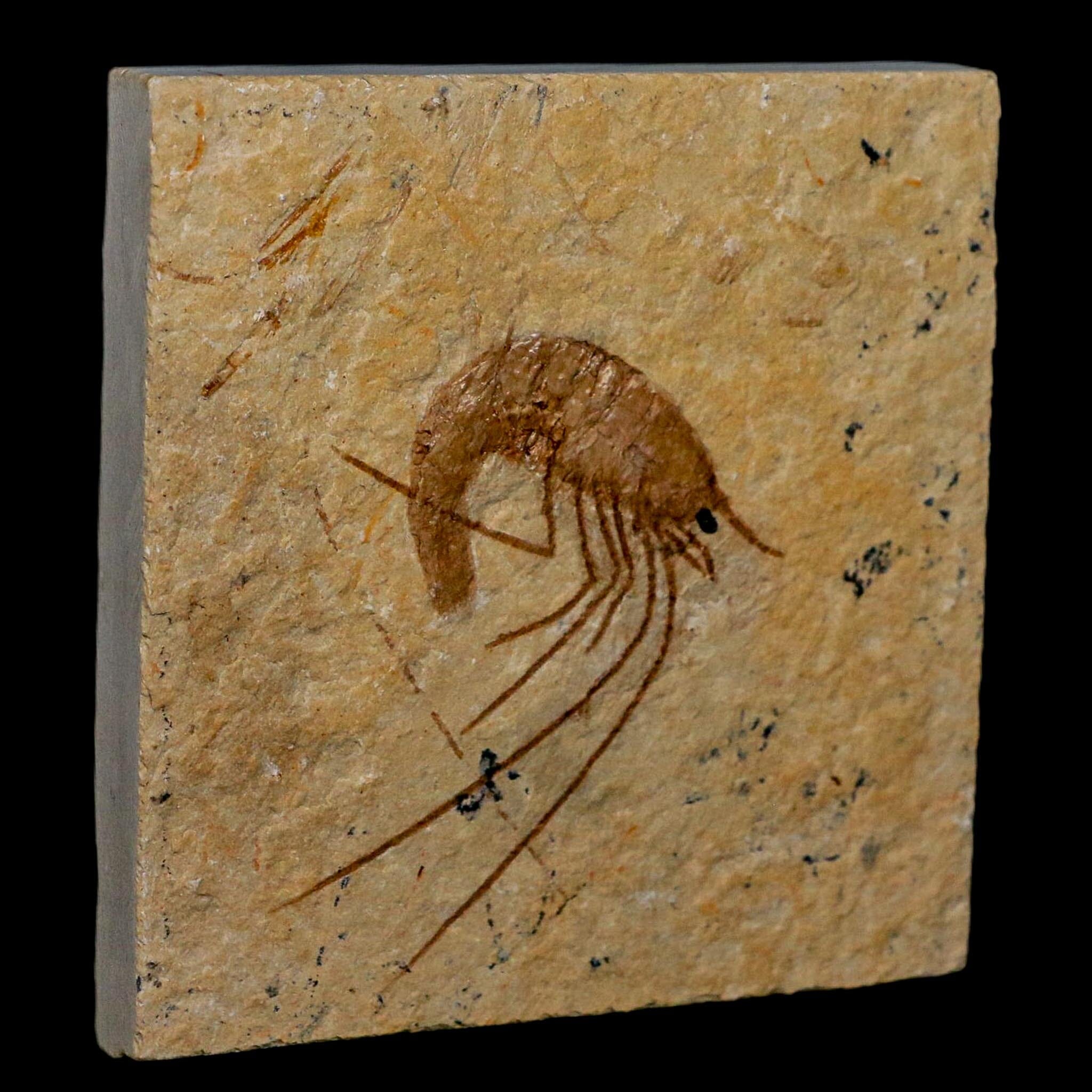 1.7" Fossil Shrimp Carpopenaeus Cretaceous Age 100 Mil Yrs Old Lebanon COA