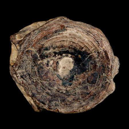38MM Pachyrhizodus Sp Fossil Fish Vertebrae Cretaceous Dinosaur Era Ozan FM Texas
