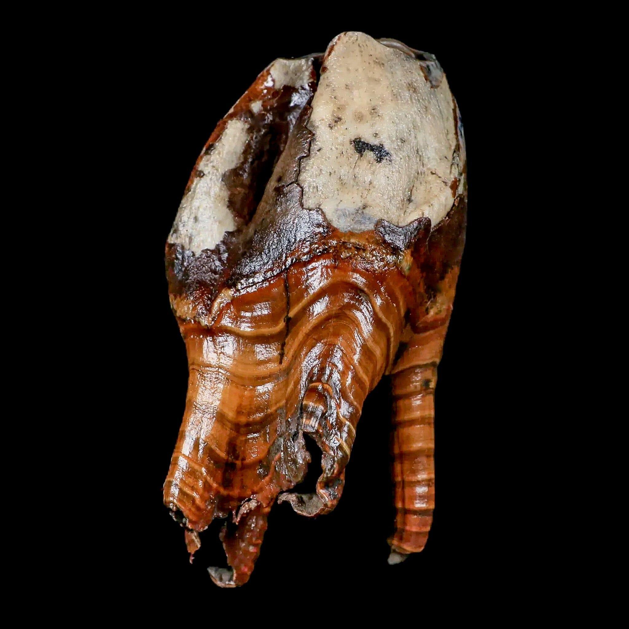 4.2" Woolly Rhinoceros Fossil Rooted Tooth Pleistocene Age Megafauna Russia COA - Fossil Age Minerals