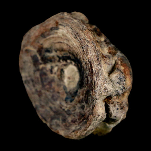 38MM Pachyrhizodus Sp Fossil Fish Vertebrae Cretaceous Dinosaur Era Ozan FM Texas - Fossil Age Minerals