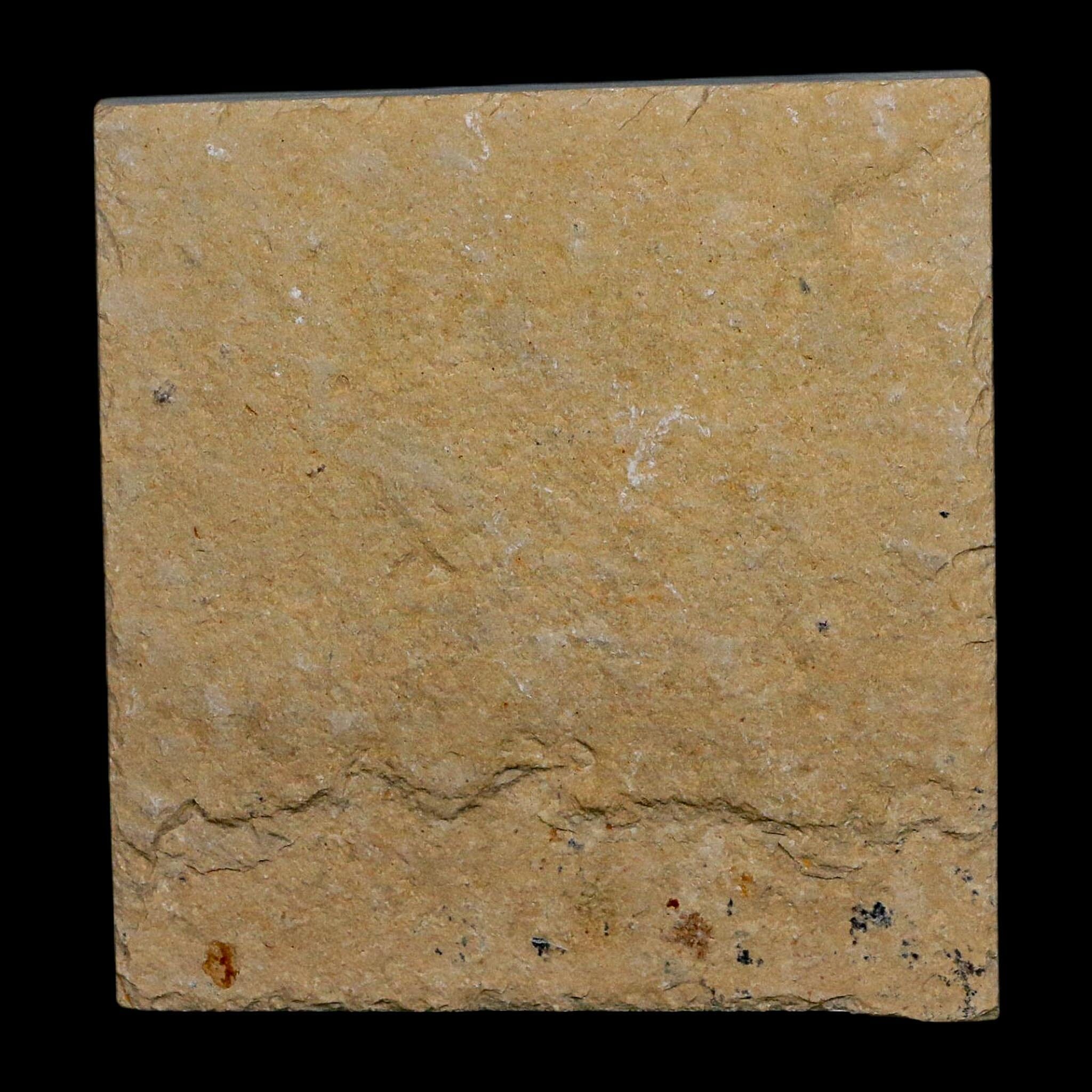 1.7" Fossil Shrimp Carpopenaeus Cretaceous Age 100 Mil Yrs Old Lebanon COA