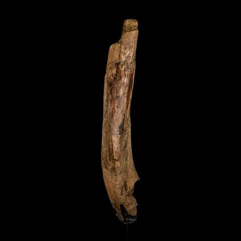 14.3" Triceratops Fossil Rib Bone Hell Creek FM Cretaceous Dinosaur MT COA Stand