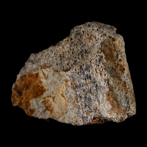1.8" Triceratops Fossil Frill With Blood Grooves Lance Creek FM Cretaceous Dinosaur WY - Fossil Age Minerals