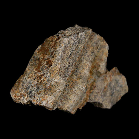 1.8" Triceratops Fossil Frill With Blood Grooves Lance Creek FM Cretaceous Dinosaur WY - Fossil Age Minerals