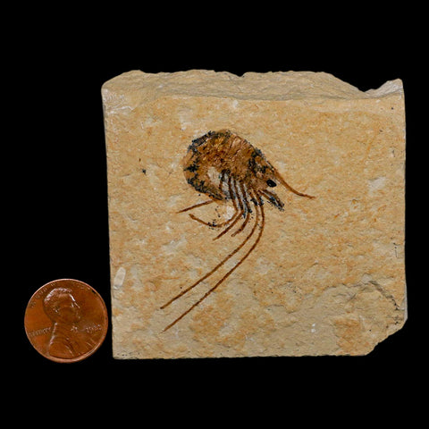 1.7" Fossil Shrimp Carpopenaeus Cretaceous Age 100 Mil Yrs Old Lebanon COA