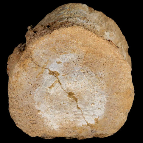 XL 4.5" Plesiosaur Fossil Vertebrae Cretaceous Dinosaur Era Morocco Zarafasaura COA - Fossil Age Minerals