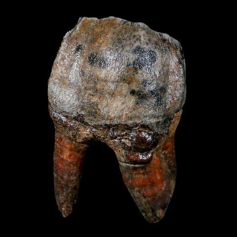 3.9" Woolly Rhinoceros Fossil Rooted Tooth Pleistocene Age Megafauna Russia COA - Fossil Age Minerals