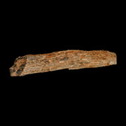 4.1" Corythosaurus Fossil Limb Bone Section Judith River Cretaceous Dinosaur COA