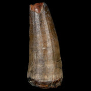 1.8" Sarcosuchus Imperator Crocodile Fossil Tooth Elrhaz FM Cretaceous Niger COA
