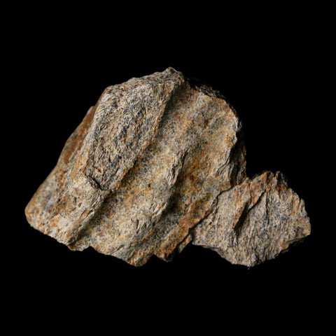 1.8" Triceratops Fossil Frill With Blood Grooves Lance Creek FM Cretaceous Dinosaur WY - Fossil Age Minerals