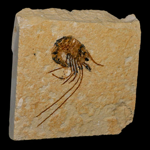 1.7" Fossil Shrimp Carpopenaeus Cretaceous Age 100 Mil Yrs Old Lebanon COA
