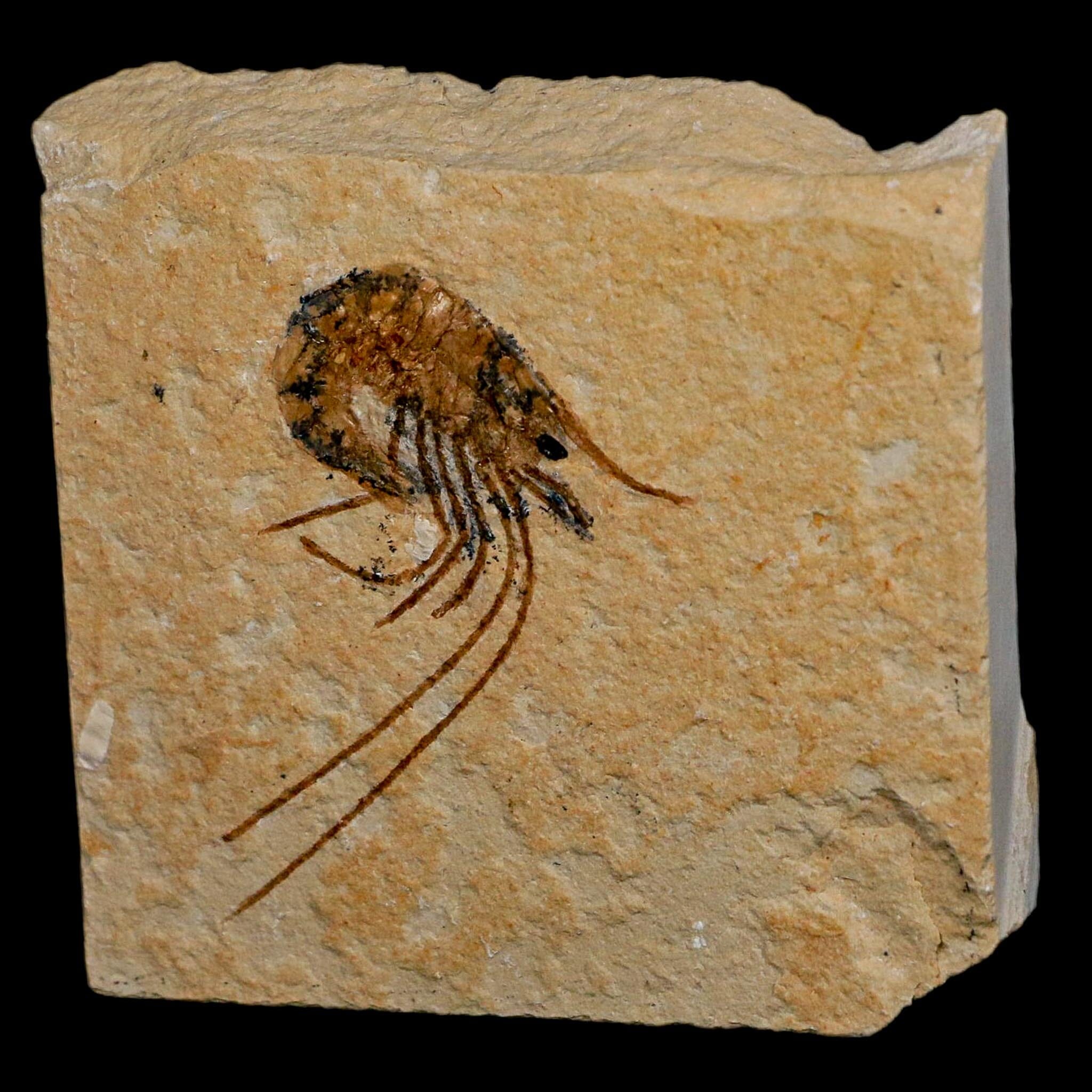 1.7" Fossil Shrimp Carpopenaeus Cretaceous Age 100 Mil Yrs Old Lebanon COA - Fossil Age Minerals