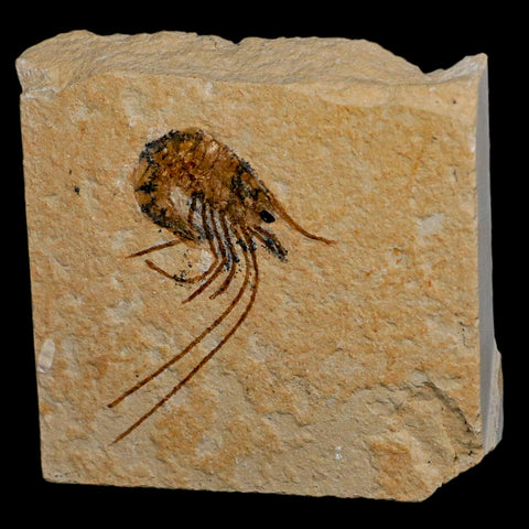 1.7" Fossil Shrimp Carpopenaeus Cretaceous Age 100 Mil Yrs Old Lebanon COA