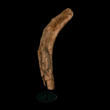 12.7" Triceratops Fossil Rib Bone Hell Creek FM Cretaceous Dinosaur MT COA Stand