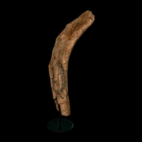 12.7" Triceratops Fossil Rib Bone Hell Creek FM Cretaceous Dinosaur MT COA Stand