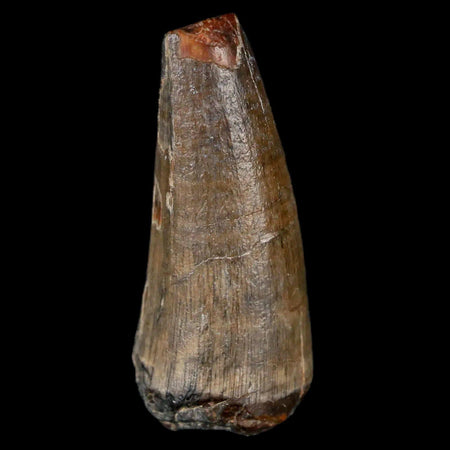 1.8" Sarcosuchus Imperator Crocodile Fossil Tooth Elrhaz FM Cretaceous Niger COA
