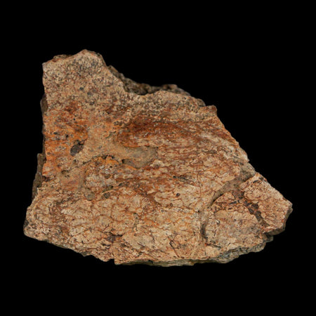 1.8" Triceratops Fossil Frill With Blood Grooves Lance Creek FM Cretaceous Dinosaur WY