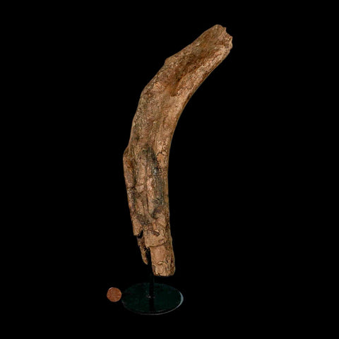 12.7" Triceratops Fossil Rib Bone Hell Creek FM Cretaceous Dinosaur MT COA Stand