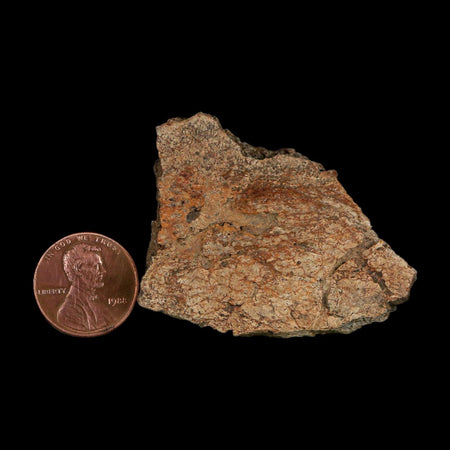 1.8" Triceratops Fossil Frill With Blood Grooves Lance Creek FM Cretaceous Dinosaur WY