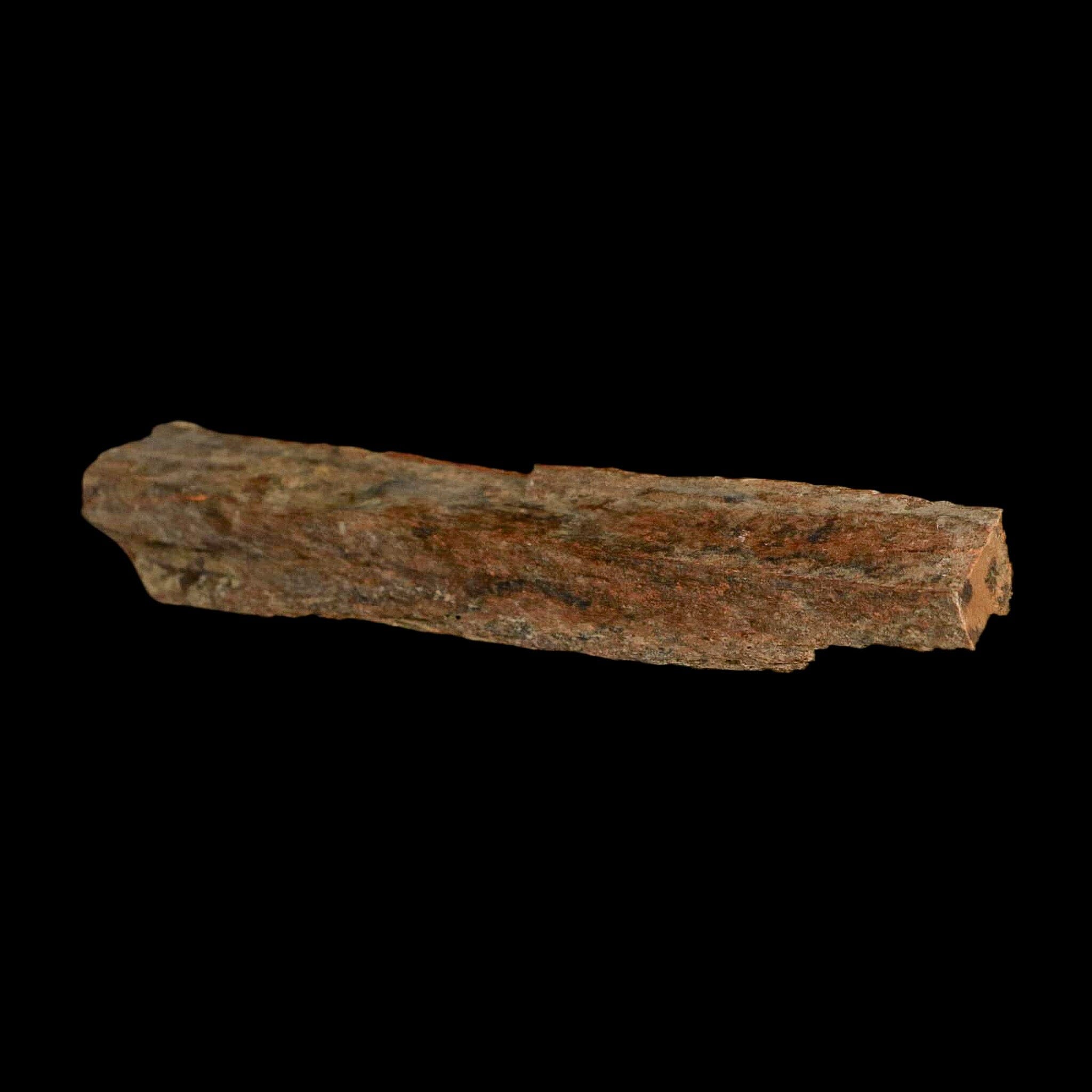 4.1" Corythosaurus Fossil Limb Bone Section Judith River Cretaceous Dinosaur COA - Fossil Age Minerals