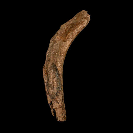 12.7" Triceratops Fossil Rib Bone Hell Creek FM Cretaceous Dinosaur MT COA Stand