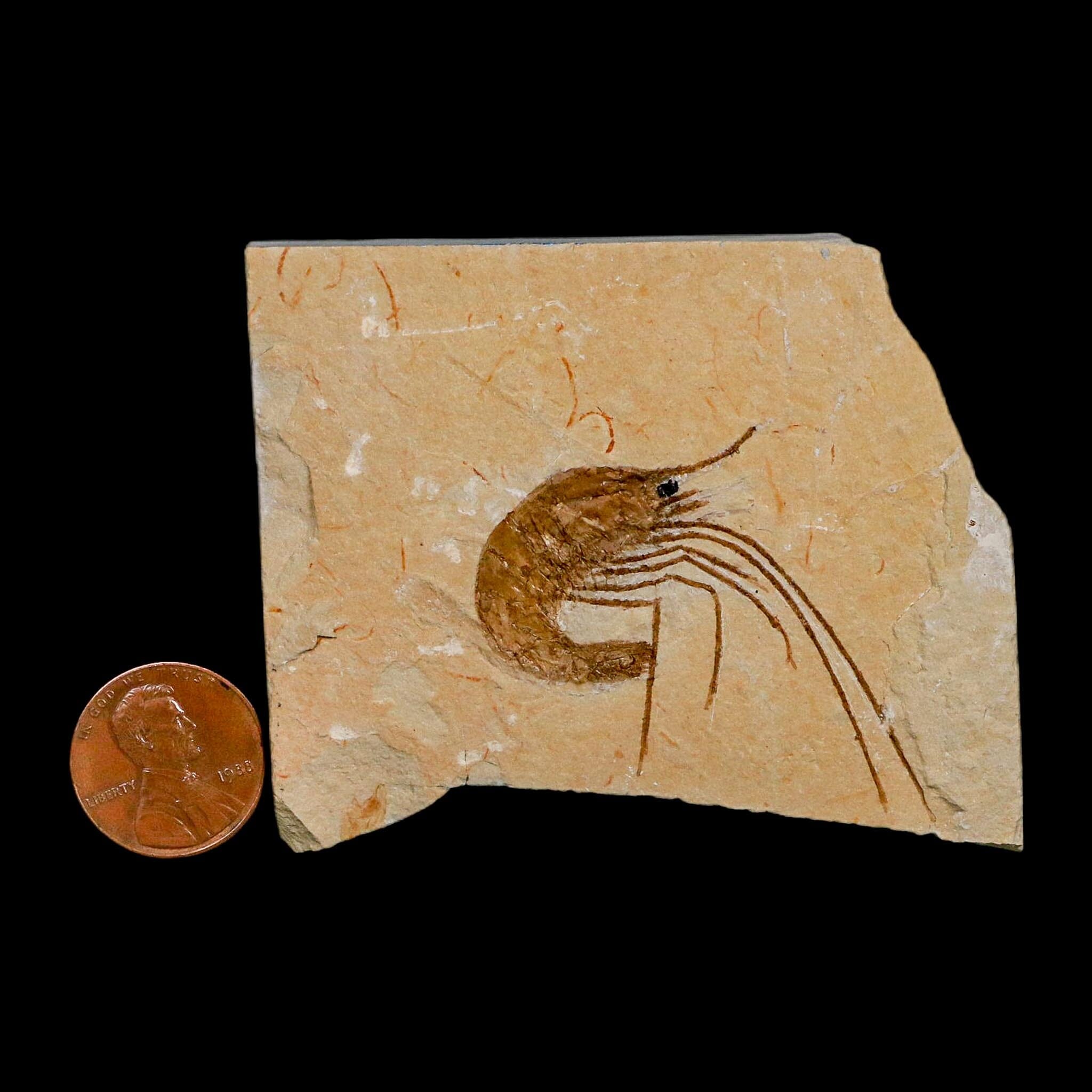 1.7" Fossil Shrimp Carpopenaeus Cretaceous Age 100 Mil Yrs Old Lebanon COA - Fossil Age Minerals
