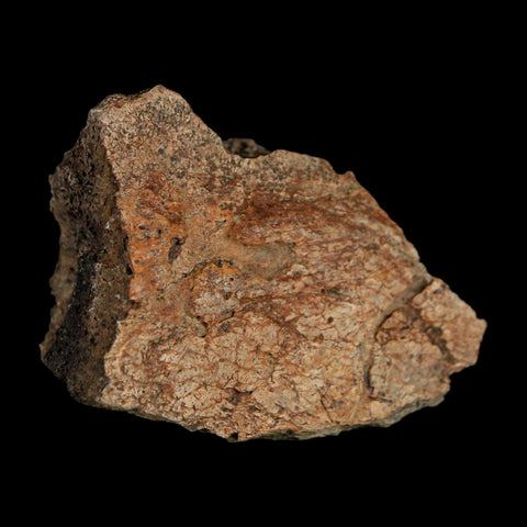 2.1" Triceratops Fossil Frill With Blood Grooves Lance Creek FM Cretaceous Dinosaur WY - Fossil Age Minerals