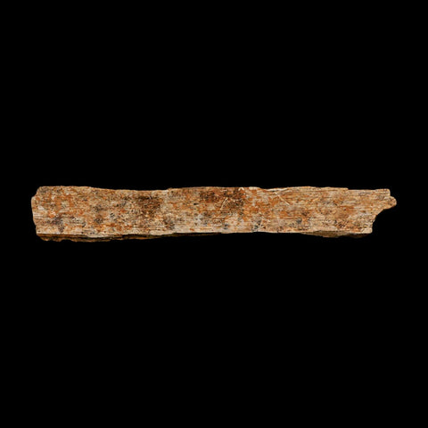 4.5" Corythosaurus Fossil Limb Bone Section Judith River Cretaceous Dinosaur COA - Fossil Age Minerals