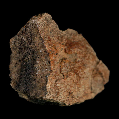 2.1" Triceratops Fossil Frill With Blood Grooves Lance Creek FM Cretaceous Dinosaur WY - Fossil Age Minerals