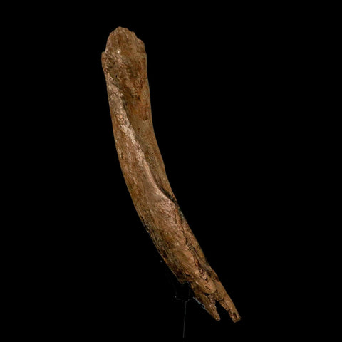 12.7" Triceratops Fossil Rib Bone Hell Creek FM Cretaceous Dinosaur MT COA Stand