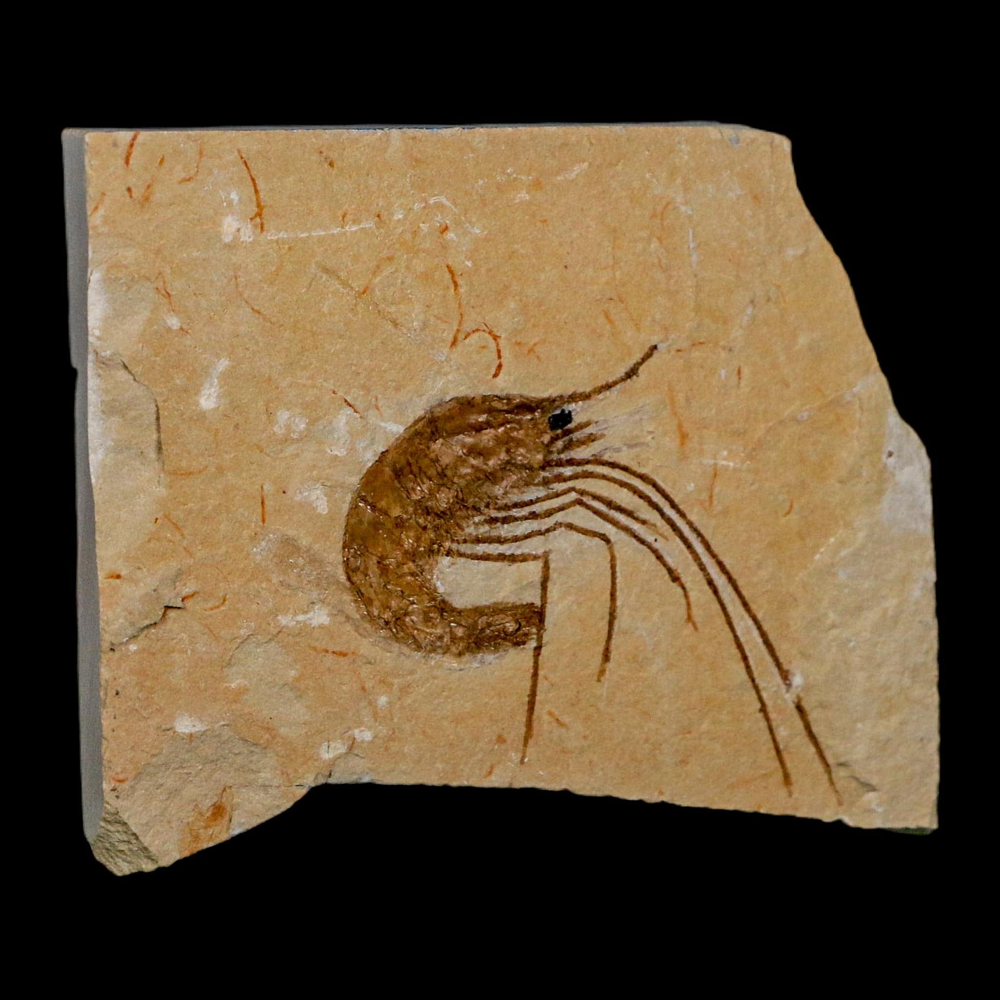 1.7" Fossil Shrimp Carpopenaeus Cretaceous Age 100 Mil Yrs Old Lebanon COA - Fossil Age Minerals