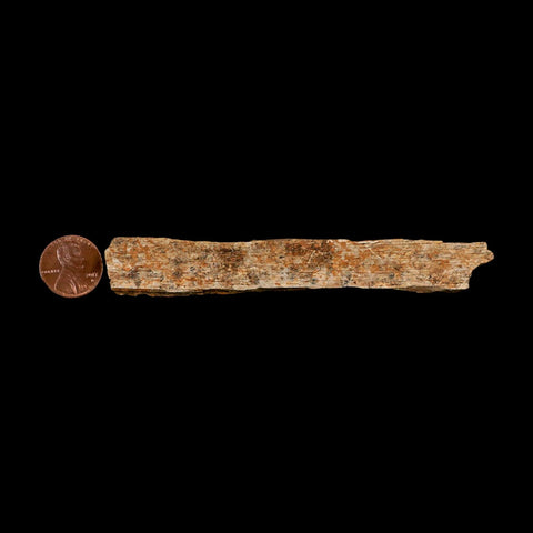 4.5" Corythosaurus Fossil Limb Bone Section Judith River Cretaceous Dinosaur COA - Fossil Age Minerals