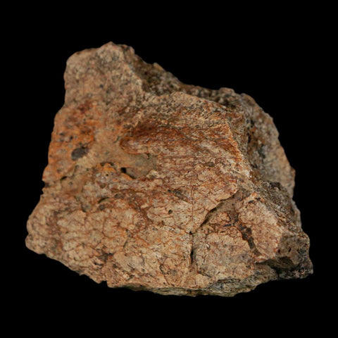 2.1" Triceratops Fossil Frill With Blood Grooves Lance Creek FM Cretaceous Dinosaur WY - Fossil Age Minerals