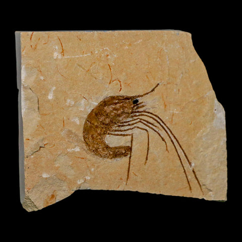 1.7" Fossil Shrimp Carpopenaeus Cretaceous Age 100 Mil Yrs Old Lebanon COA