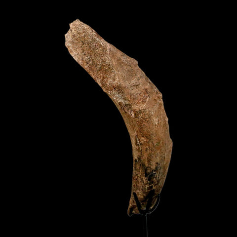 12.7" Triceratops Fossil Rib Bone Hell Creek FM Cretaceous Dinosaur MT COA Stand