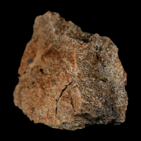 2.1" Triceratops Fossil Frill With Blood Grooves Lance Creek FM Cretaceous Dinosaur WY - Fossil Age Minerals