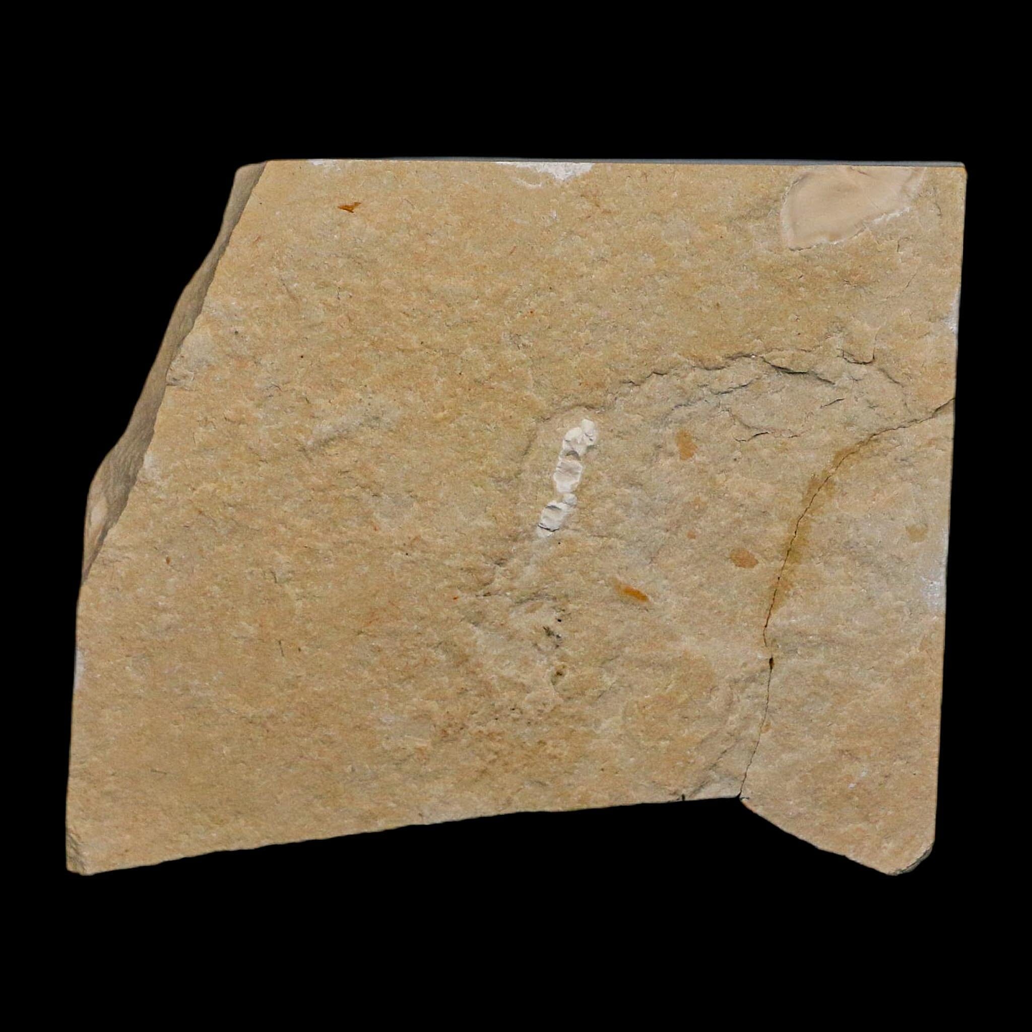 1.7" Fossil Shrimp Carpopenaeus Cretaceous Age 100 Mil Yrs Old Lebanon COA - Fossil Age Minerals