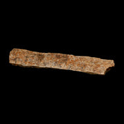 4.5" Corythosaurus Fossil Limb Bone Section Judith River Cretaceous Dinosaur COA
