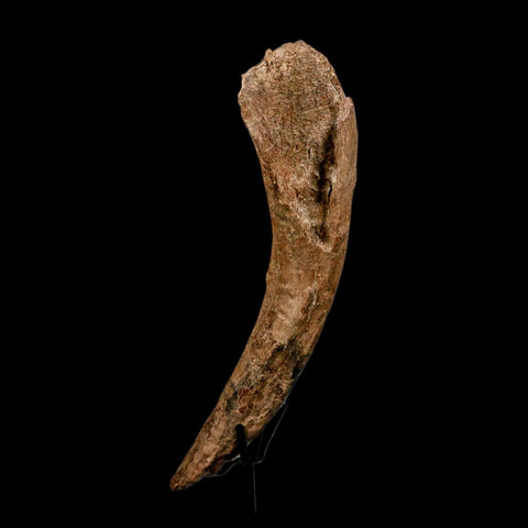 12.7" Triceratops Fossil Rib Bone Hell Creek FM Cretaceous Dinosaur MT COA Stand