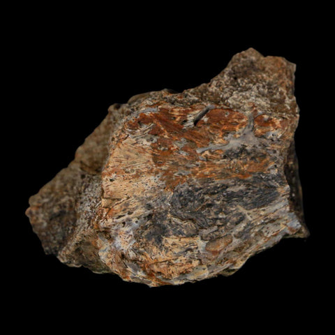 2.1" Triceratops Fossil Frill With Blood Grooves Lance Creek FM Cretaceous Dinosaur WY - Fossil Age Minerals