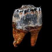 3.4" Woolly Rhinoceros Fossil Rooted Tooth Pleistocene Age Megafauna Russia COA