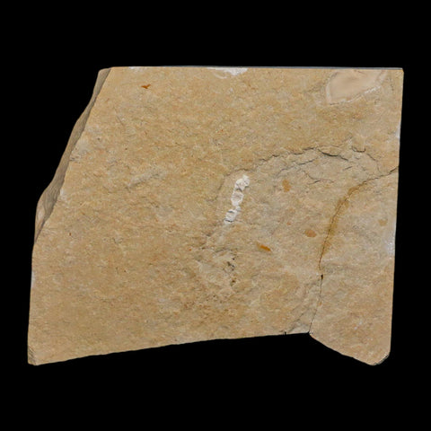 1.7" Fossil Shrimp Carpopenaeus Cretaceous Age 100 Mil Yrs Old Lebanon COA