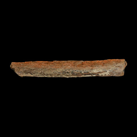 4.5" Corythosaurus Fossil Limb Bone Section Judith River Cretaceous Dinosaur COA - Fossil Age Minerals