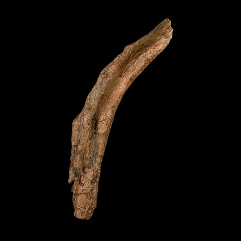 12.7" Triceratops Fossil Rib Bone Hell Creek FM Cretaceous Dinosaur MT COA Stand