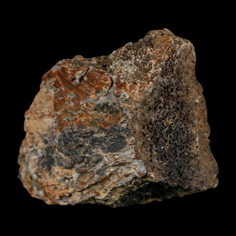 2.1" Triceratops Fossil Frill With Blood Grooves Lance Creek FM Cretaceous Dinosaur WY - Fossil Age Minerals
