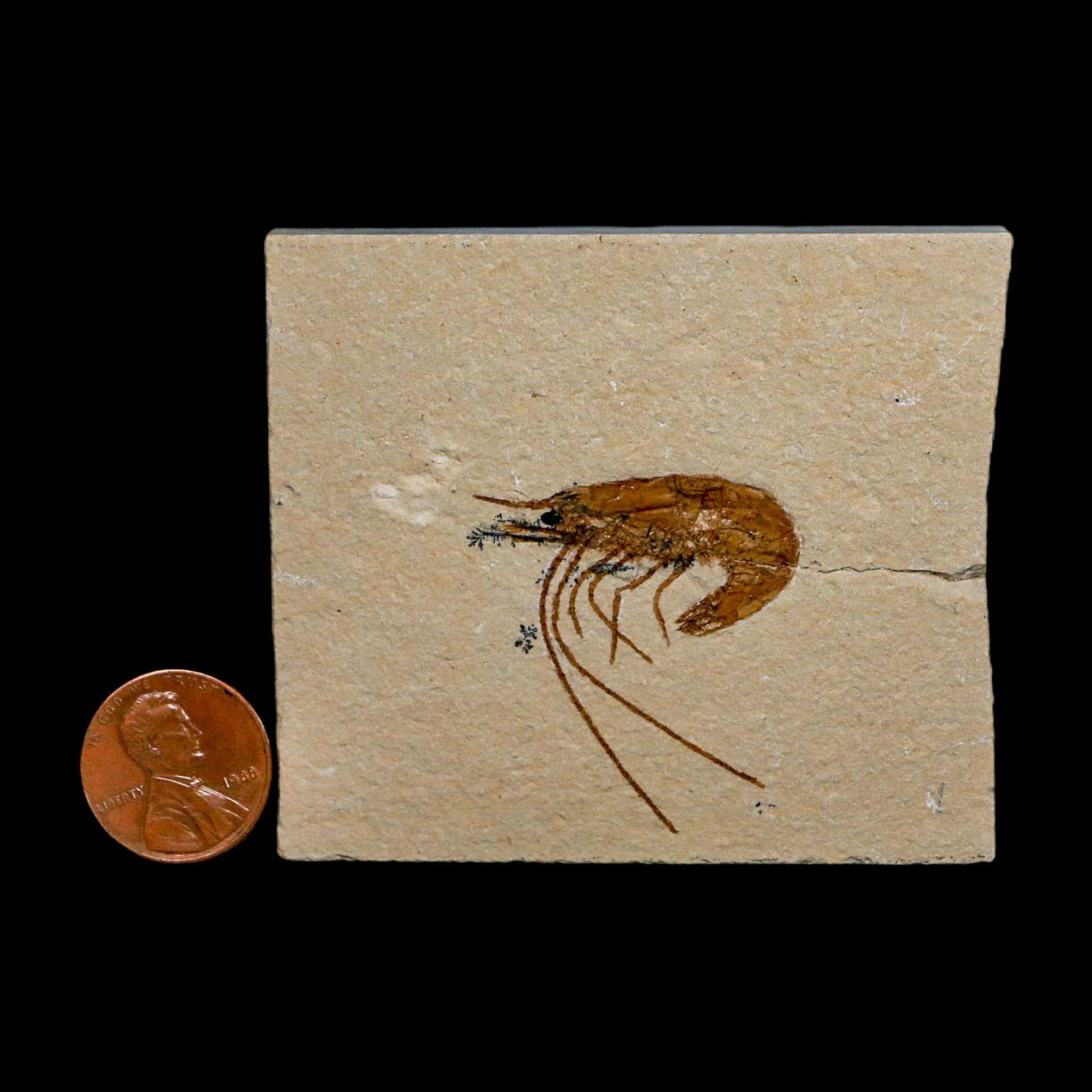 1.3" Fossil Shrimp Carpopenaeus Cretaceous Age 100 Mil Yrs Old Lebanon COA - Fossil Age Minerals