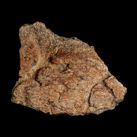 2.1" Triceratops Fossil Frill With Blood Grooves Lance Creek FM Cretaceous Dinosaur WY - Fossil Age Minerals