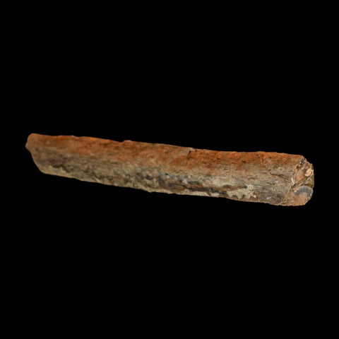 4.5" Corythosaurus Fossil Limb Bone Section Judith River Cretaceous Dinosaur COA - Fossil Age Minerals